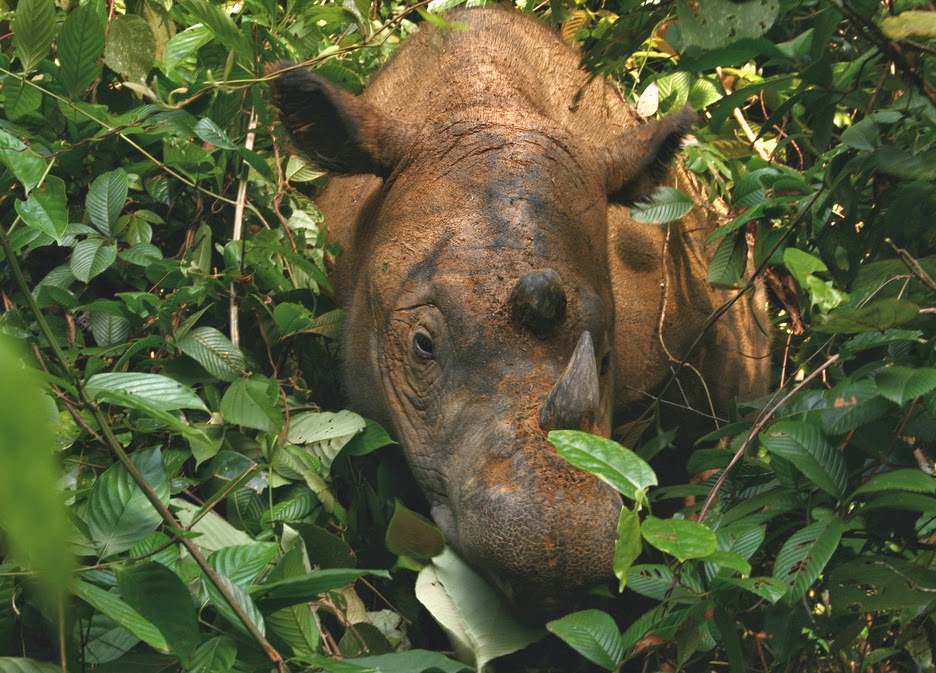 Sumatran_Rhinoceros_Way_Kambas_2008.jpg#mediaviewer/File:Sumatran_Rhinoceros_Way_Kambas_2008.jpg