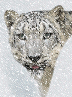 Snow leopard 10.6 4 dmg update