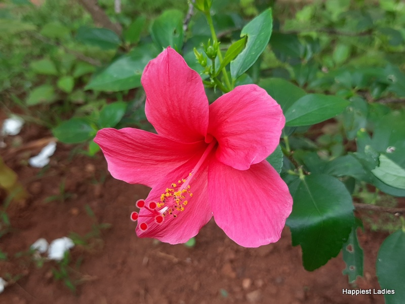 Best Ways to Use Hibiscus for Healthy Hair - Happiest Ladies