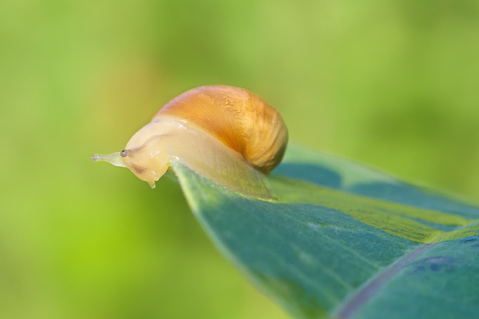 Back in the U.S.A. The Orange Snail and Its Trail on a Milkweed Leaf