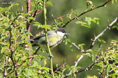 Mallerenga carbonera (Parus major)