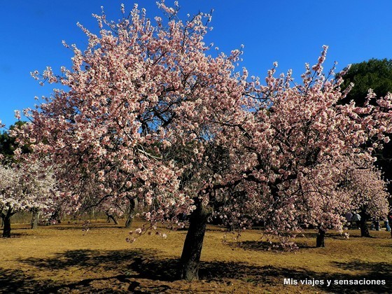 Floración de los almendros. Parque Quinta de los Molinos. Madrid