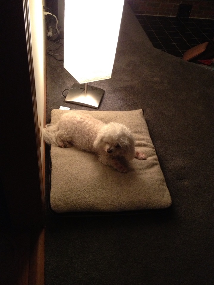 bichonpawz Wash N Zip Pet Bed Review!