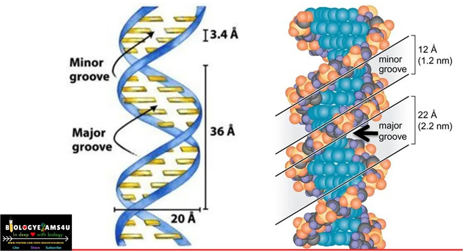 major groove and the minor groove DNA