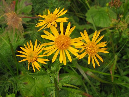 Starzec górski (Senecio subalpinus). Starzec górski (Senecio subalpinus).