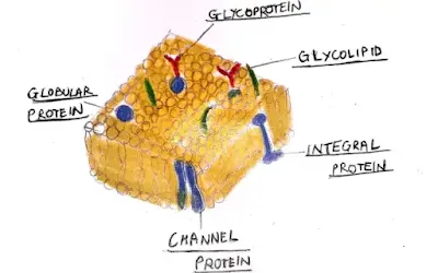 Understanding Membrane Technology (#biotechnology)(#biochemistry)(#ipumusings)