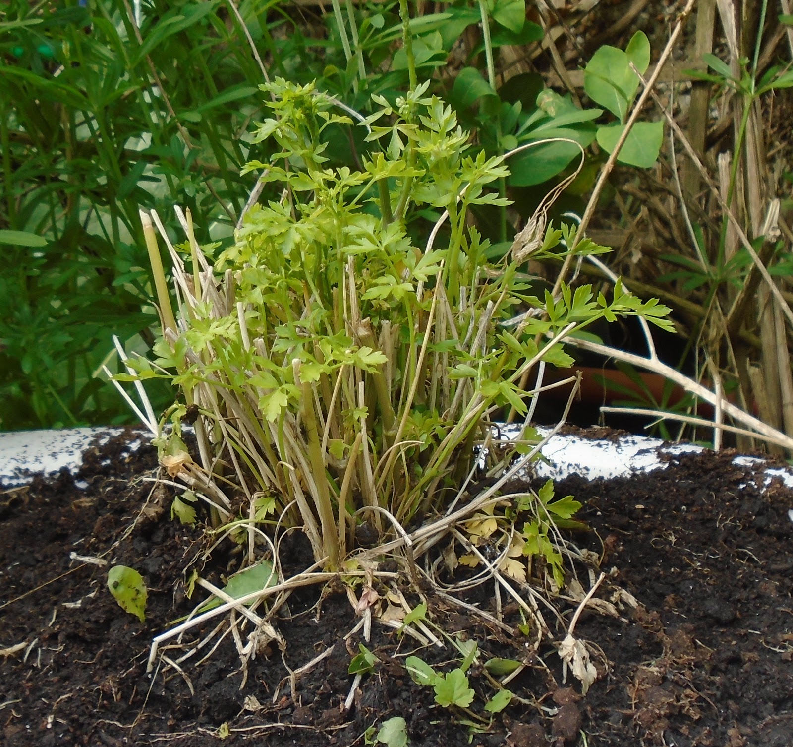 Tales of Chateau Midden Parsley, Sage, Rosemary & Thyme