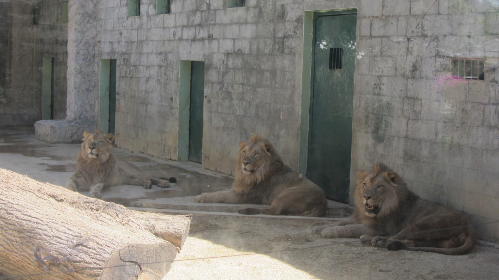 The Island by Sh@z: Trip to the Zoo #1: New Lions