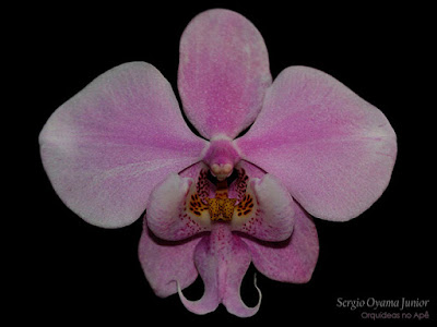 Orquídeas no Apê: Orquídea Phalaenopsis schilleriana