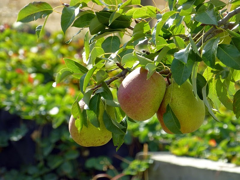Bullet Fruit Tree Fruit Trees