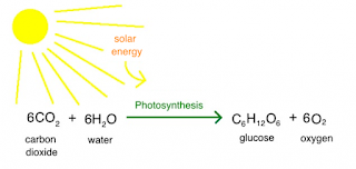 Photosynthesis : Defination, Functions and Types Photosynthesis : Defination, Functions and Types