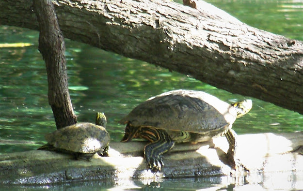 Turtles on the Medio Creek