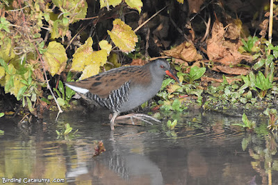 Rascló (Rallus aquaticus)