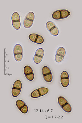 Didymosphaeria futilis