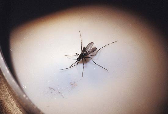 Aprenda a Reconhecer os Mosquitos da Dengue Zika e Chikungunya 