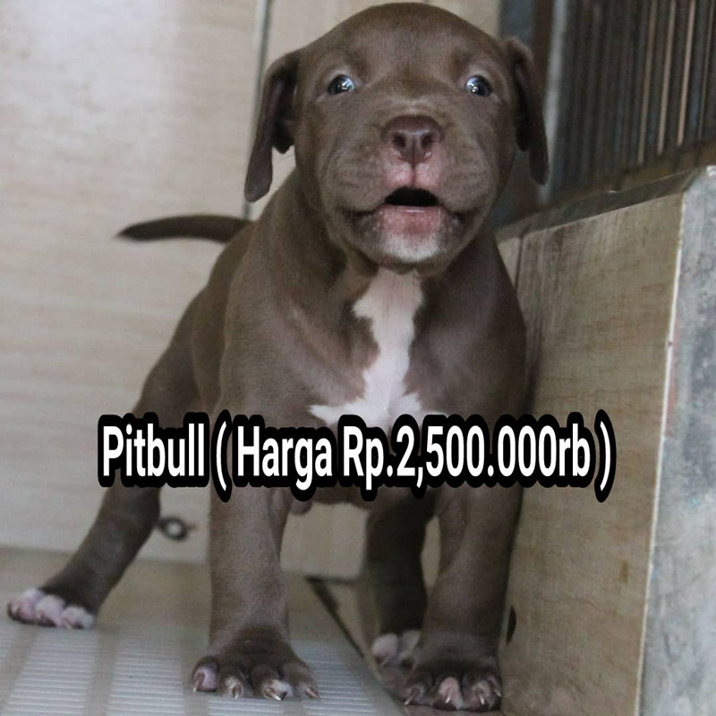 Anjing Pitbull