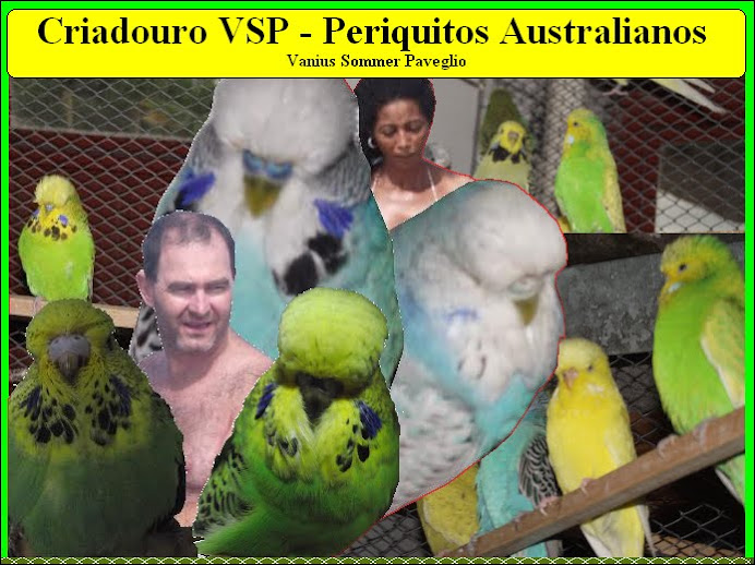 Periquitos Australianos-Criador VSP