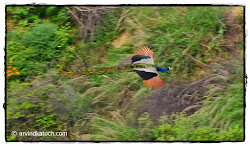 peacock indian flying flight birds peafowl bird saw