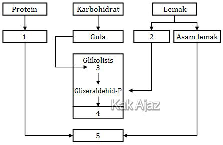 Bagan metabolisme karbohidrat, protein, dan lemak, soal Biologi UN 2018 no. 28