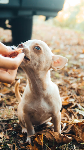 Alimentacion chihuahuas