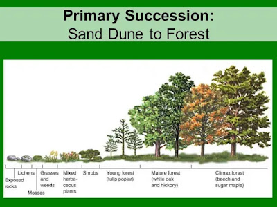 ￼ Primary succession