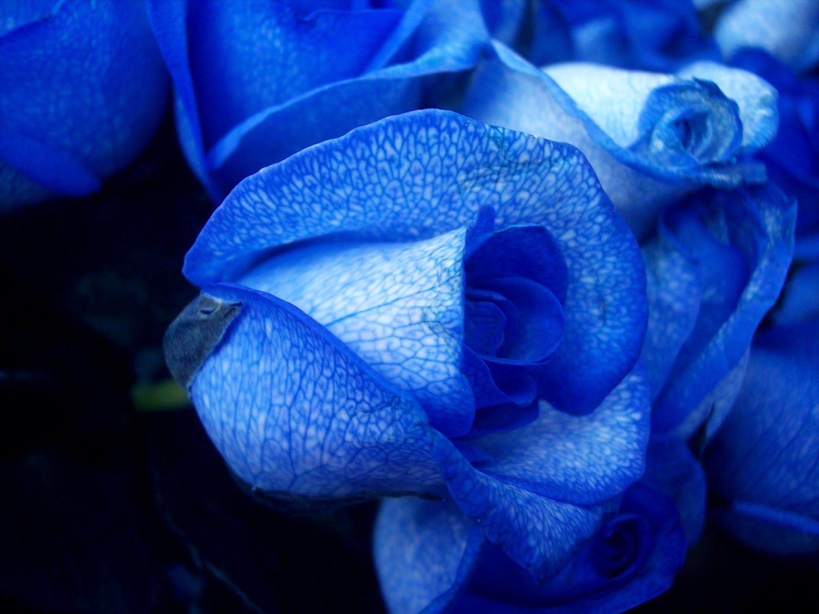 Самое голубое. Голубая Перинея роза. Роза голубая Лагуна. Голубая Лагуна цветы. Синяя роза Иллиума.