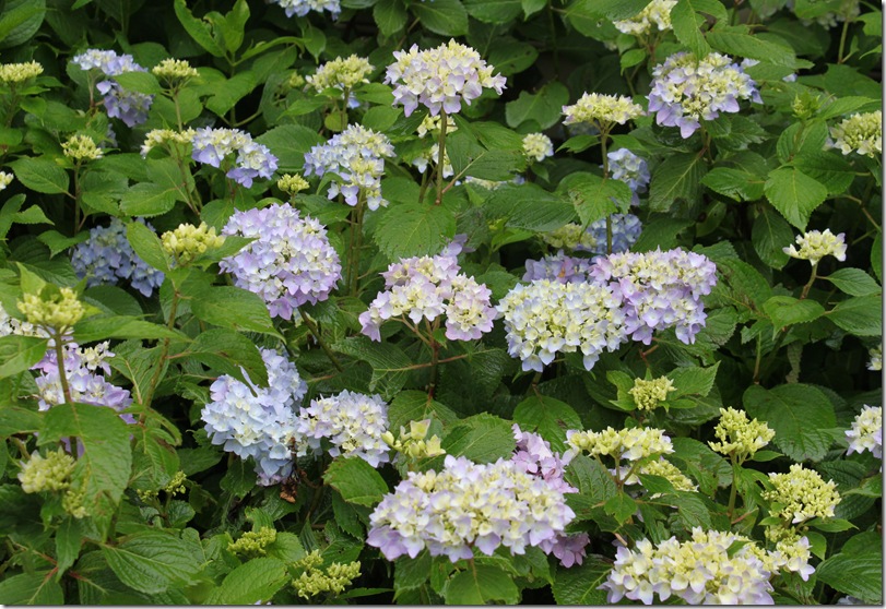 How To Grow Blushing Bride Hydrangea