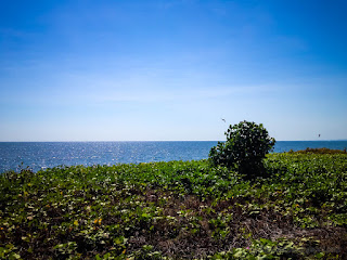 Natural Tropical Beach Scenery With Stretch Of Morning Glory Or Bayhops Plants On A Sunny Day At Seririt Village North Bali Indonesia