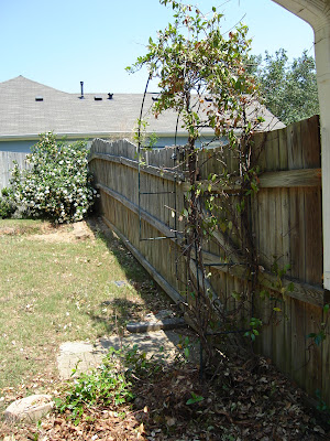 Life and Love: The Backyard Project