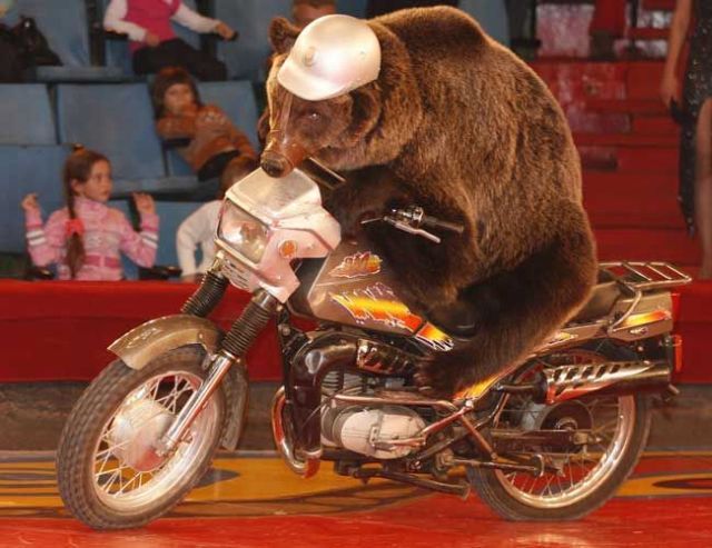 bear on a motorcycle
