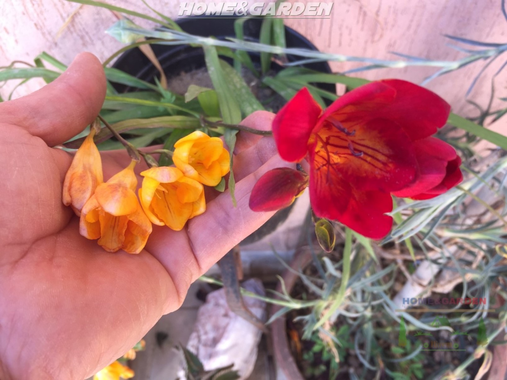 How to Grow Freesias in Pots