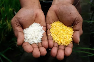 Philippines becomes first country to approve golden rice planting