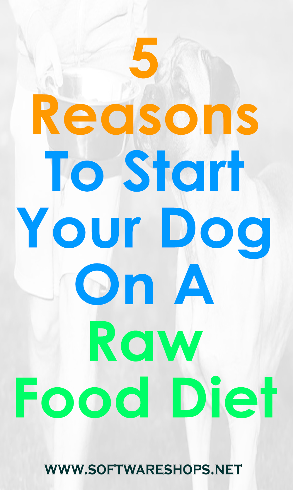 5 Reasons To Start Your Dog On A Raw Food Diet