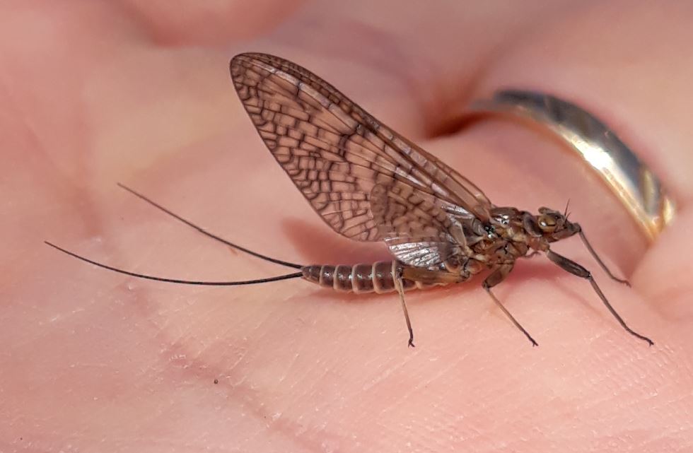 Blog du Guiers Rhithrogena germanica ou March Brown