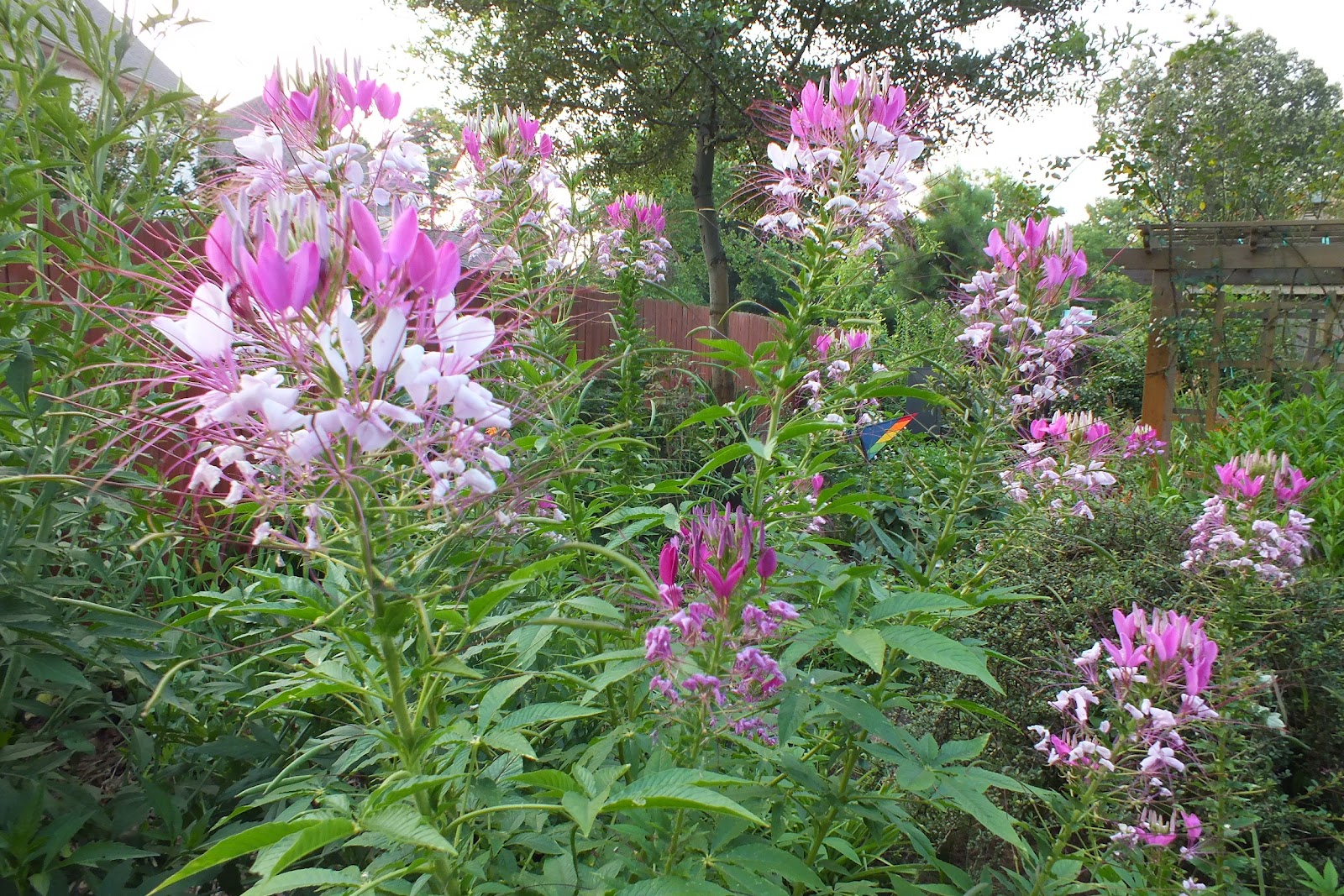 Gene's Garden Hot and HumidSummer is here