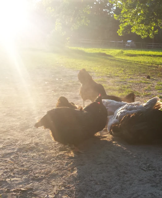 chickens taking dust baths