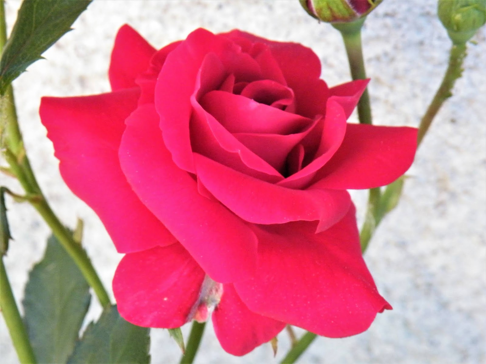 du-four-au-jardin-et-mes-dix-doigts: roses encore