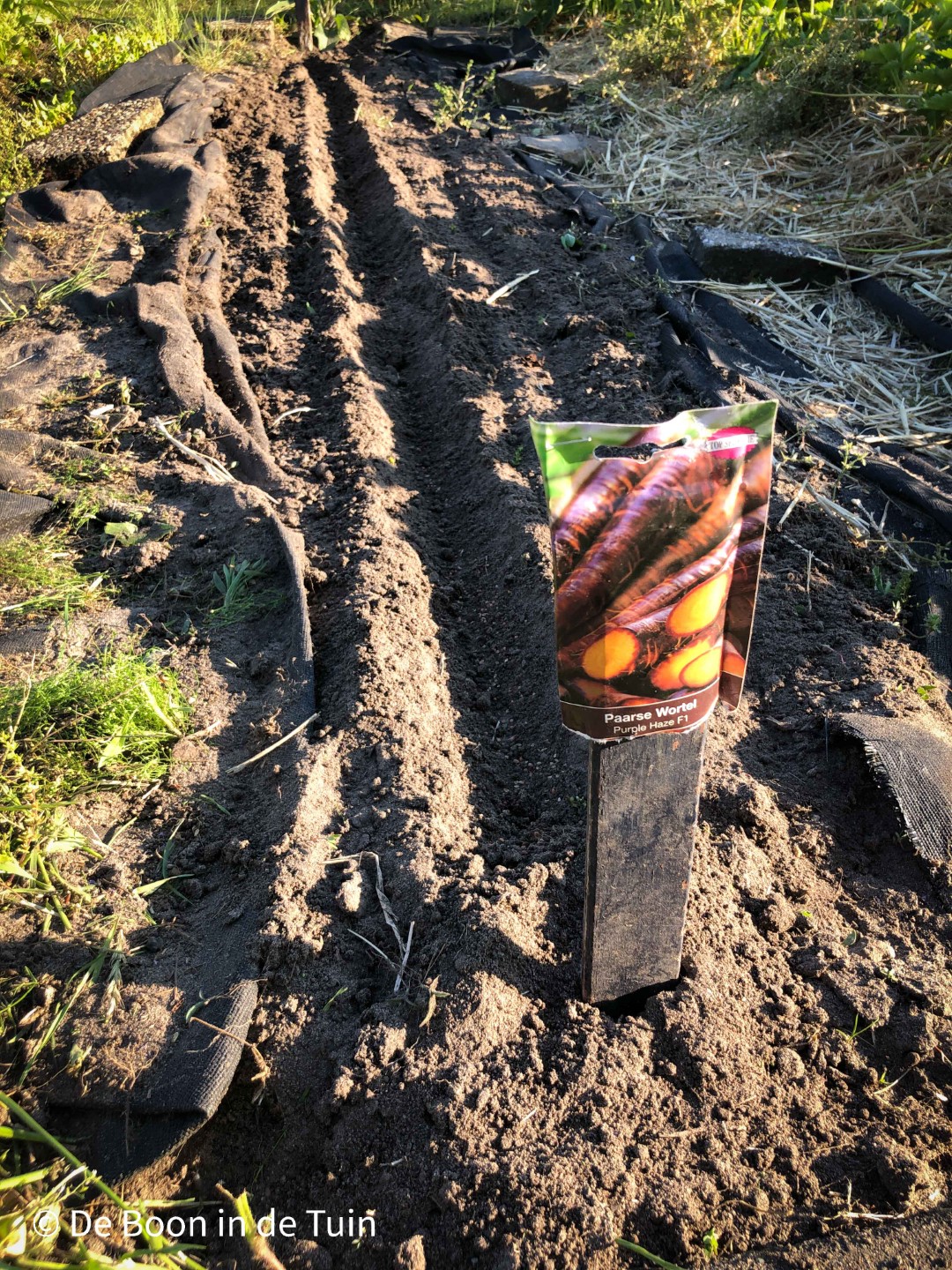 moestuin juni volkstuin zaaien paarse wortel