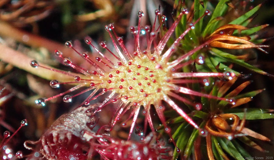 The Natural History of Bodega Head Dangerous droplets