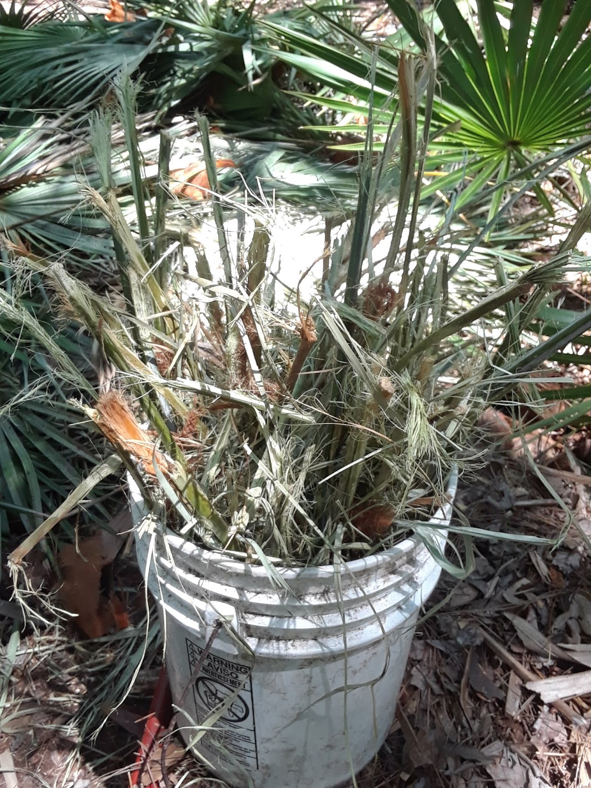 How To Compost Palmetto Palms