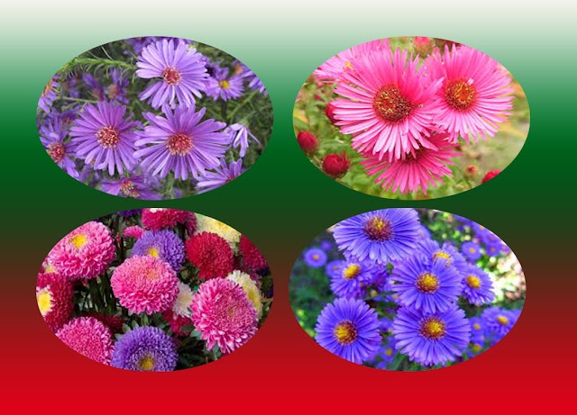 Aster plant