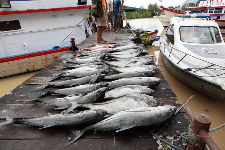 Fishing in Malaysia: The Indonesia Kamikaze fishing club picture