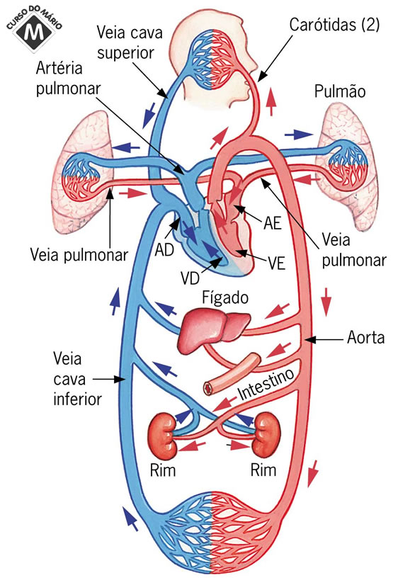 Fisio Gyn Quais as ações do