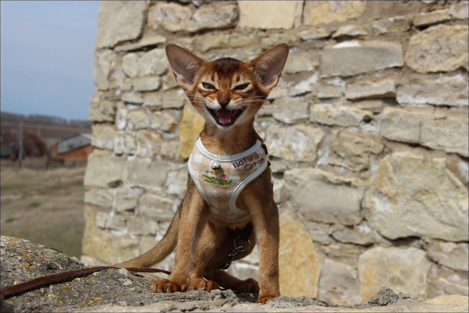 Звуки египта для кошек слушать. Кошка Египетская абиссинец. Древнеегипетская кошка Абиссинская. Абиссинская кошка Египет. Абиссинская кошка в древнем Египте.