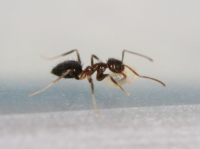 阿美黃山蟻paratrechina Amia 螞蟻軍團ants Squad