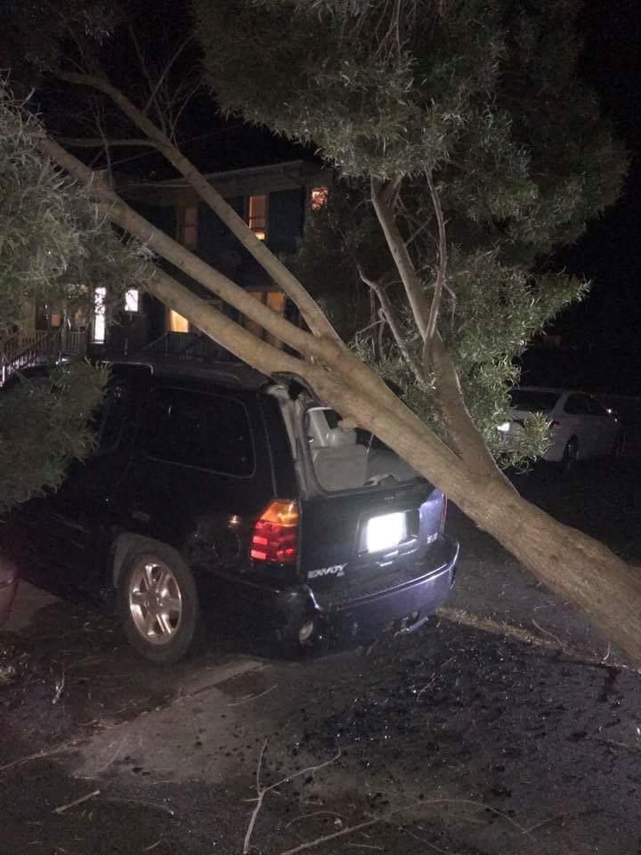 Words Worth Fallen tree, vehicle vs pedestrian, dog foot stuck in
