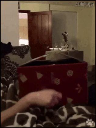 Manipulated Cat GIF • Funny amazing mechanical Cat jumping out of box Back and forth Manipulated Cat GIF • Funny amazing mechanical Cat jumping out of box Back and forth