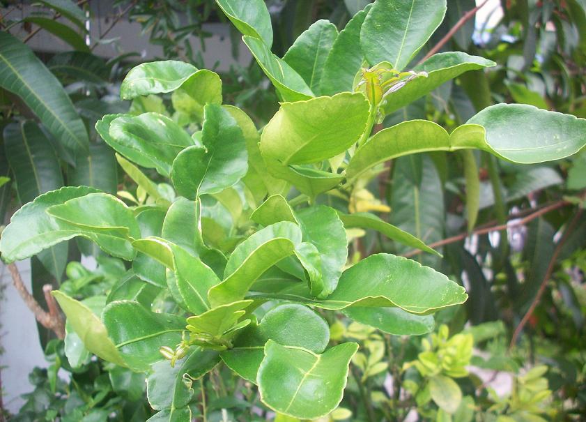 Cara Tanam Pokok Limau Purut Hidup Yang KetentuanNYA