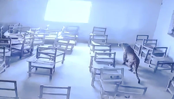 Leopard enters classroom in India