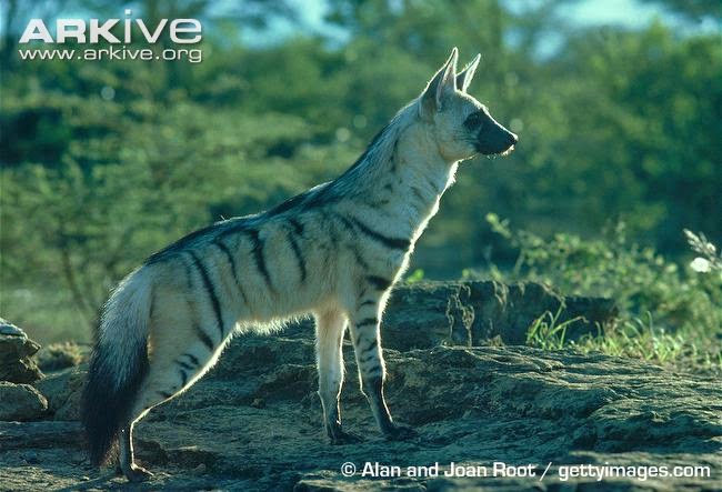 Aardwolf